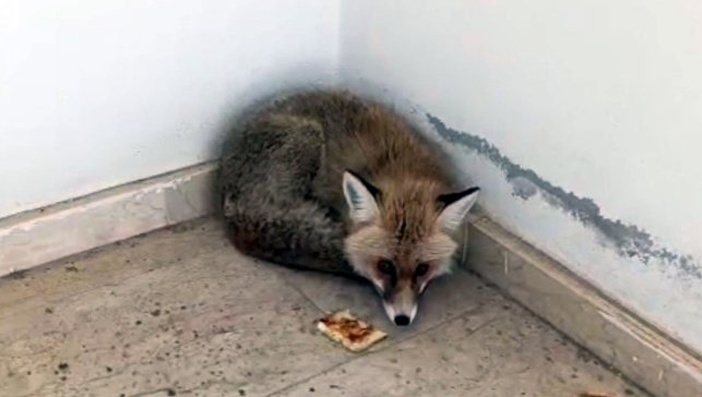 Palu’da okulda sıra dışı anlar: Tilki binaya girince öğrenciler uzaklaştırıldı