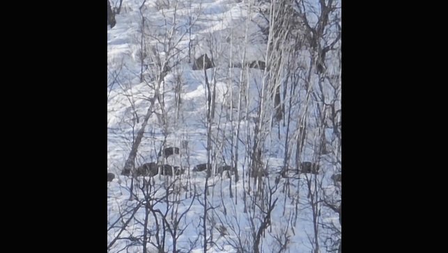 Munzur Vadisi'nde karlı dağlarda yiyecek arayan domuz sürüsü görüntülendi