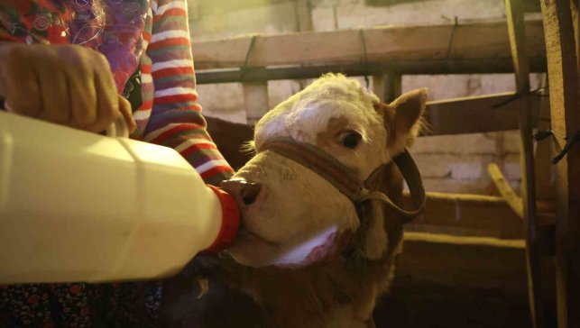 Annesi ölen buzağıyı elleriyle besliyorlar