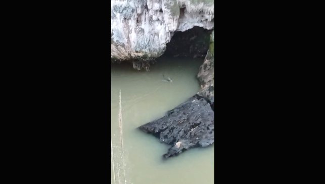 Su samuru balık avlarken görüntülendi