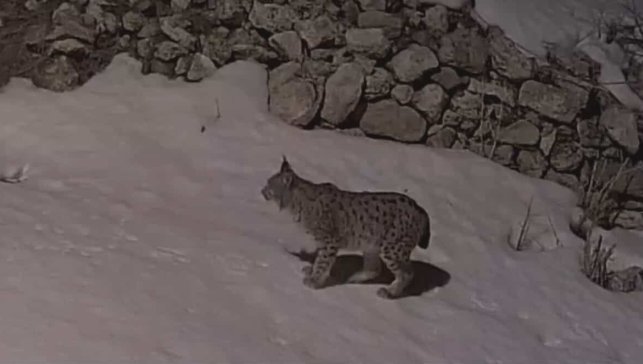 İliç’te köy yerleşim alanına inen vaşak kamerada