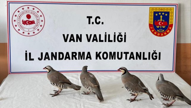 Van'da aracında 4 kınalı keklik yakalanan kişiye 85 bin 246 lira ceza verildi