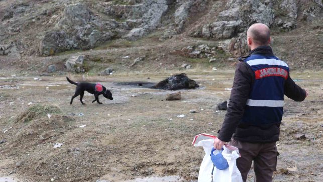 Jandarmanın iz takip köpeği "Salkım" kayıp şahıs için sahada