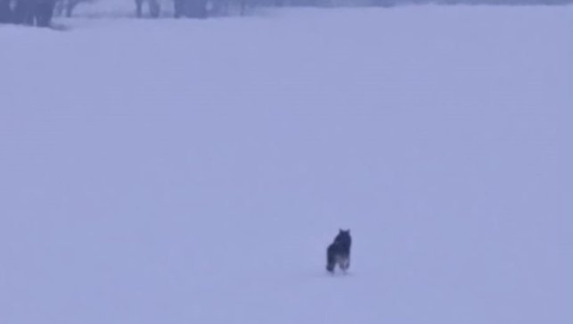 Bitlis'te aç kalan kurtlar şehre inmeye devam ediyor