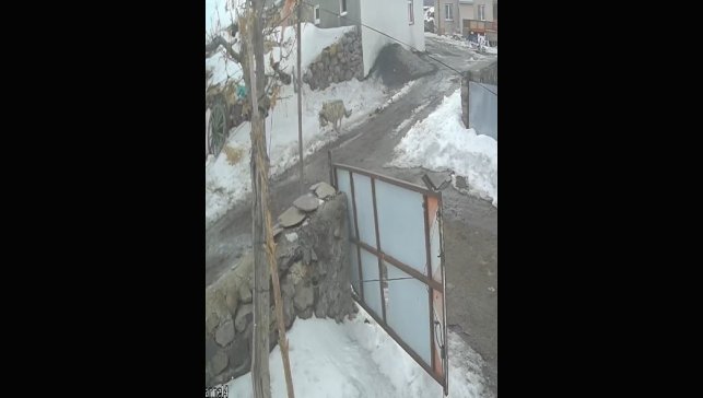Köye inen kurt kaz sürüsüne saldırdı