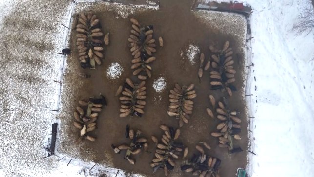 Muş'ta devlet desteğiyle hayvan sayısı arttı