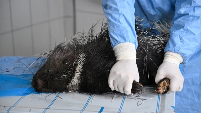 Doğada nadir görülen Hint oklu kirpi tedavi altına alındı