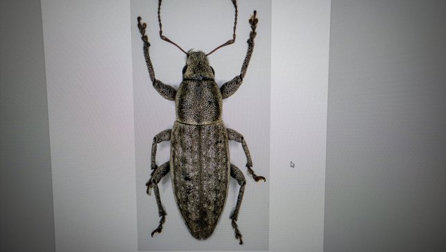 Bilim insanı çift, keşfettikleri böcekleri şehir ve bitki adıyla literatüre kazandırdı