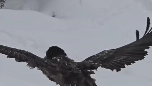 Tunceli'de karlı arazide kara akbaba görüntülendi
