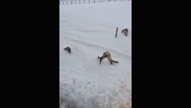 Ardahan'da tilkilerin 'ekmek kavgası' kamerada