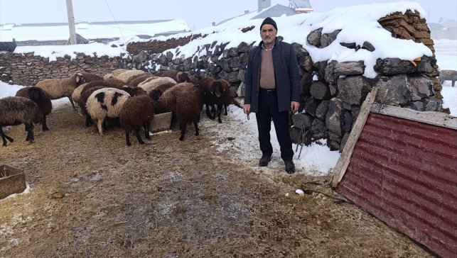 Kars'ta kurt saldırısında 214 koyunu telef olan besicinin yüzü destek kampanyasıyla güldü 