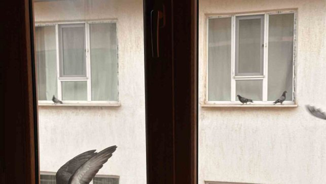 Yürekleri ısıtan davranış: Minik öğrenciden kuşlara ekmek