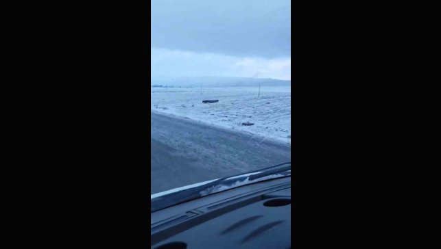 Adilcevaz'da domuz sürüsü görüntülendi