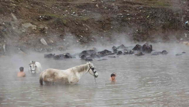 Manda ve atların kışın ortasında kaplıca keyfi