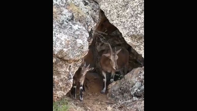 Erzincan'da dağ keçileri drone kamerasına yansıdı