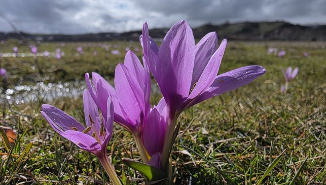 Bingöl'de baharın müjdecisi çiğdemler açtı