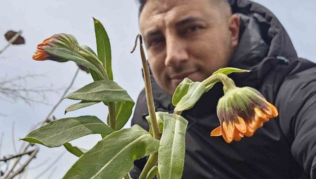 Karın başkenti Bitlis'te şubat sürprizi: Çiçekler karlar arasında açtı