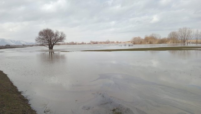 Muş'ta su altında kalan tarım arazilerinde inceleme yapıldı