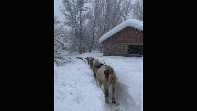 Tunceli'de kar kalınlığı 1,5 metreyi aştı: İnekler karda kayboldu