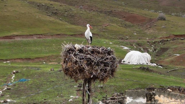 Budaklı köyünde göç etmeyen leylek yıllardır aynı yuvada