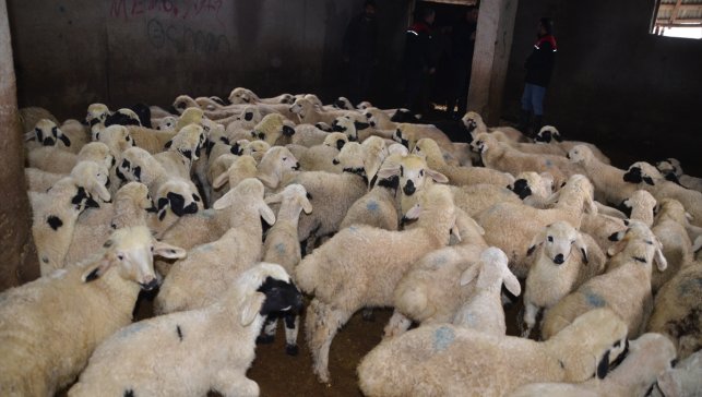 Muş'ta dünyaya gelen kuzu ve oğlaklar besicilerin mesaisini artırdı