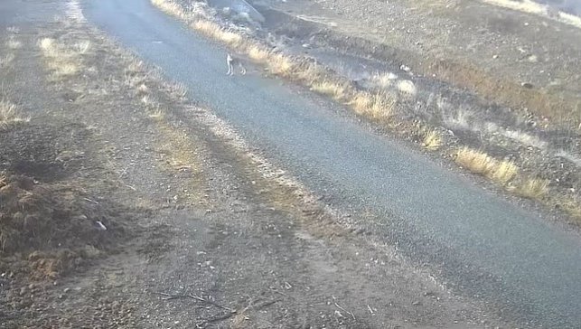 Elazığ'da mezraya inen kurt görüntülendi