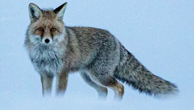 Erzurum'da karla kaplı arazide yiyecek arayan tilki görüntülendi