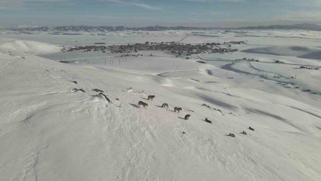 Karayazı'da kurt sürüsü gündüz vakti görüntülendi