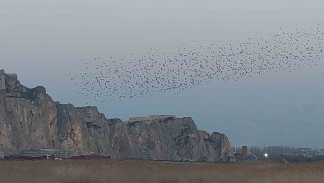 Gökyüzünde dans: Van Kalesi'nde sığırcık şöleni