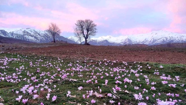 Elazığ'da baharın habercisi çiğdemler erken açtı