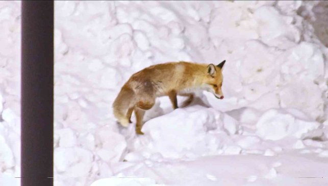 Şehre inen tilkilerin sevimli halleri kameralara yansıdı