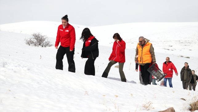 Ağrı'da yaban hayvanları için karla kaplı arazilere yem bırakıldı
