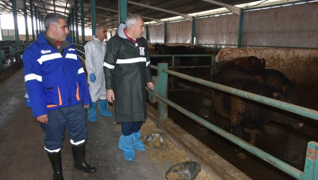 Malatya'da hayvanlara 1,5 milyon doz aşı yapılacak