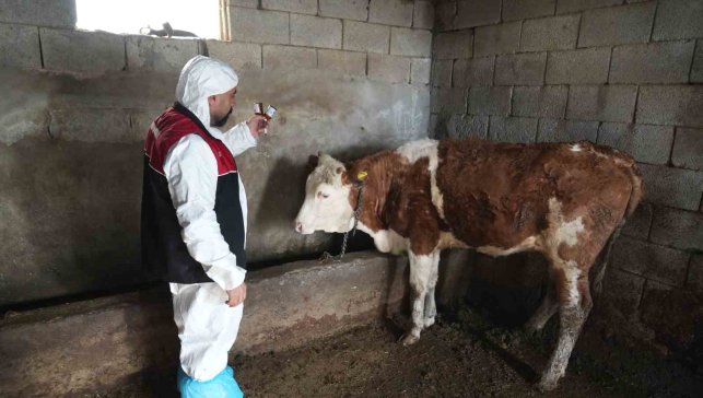 Muş'ta şap ve şarbon aşılama kampanyası başladı
