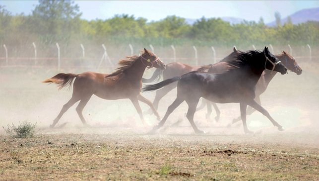 19 tay kapıdan çıktı, 6’sı telef oldu, TİGEM'den 100 milyonluk iddiaya yanıt