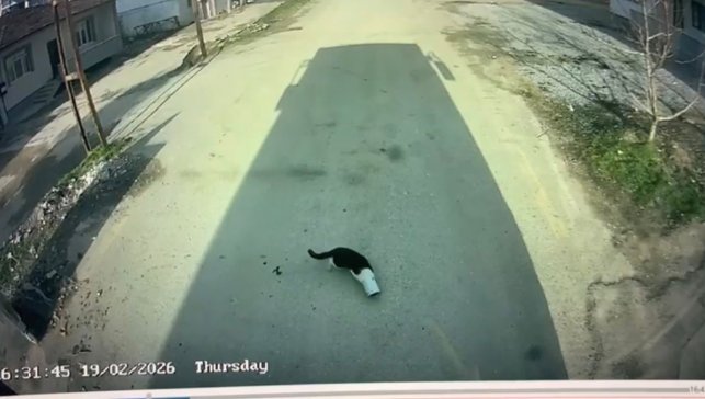 Malatya'da kafası konserve kutusuna sıkışan kediyi otobüs şoförü kurtardı