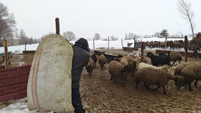 Muş'ta devlet desteğiyle hayvancılık gelişiyor