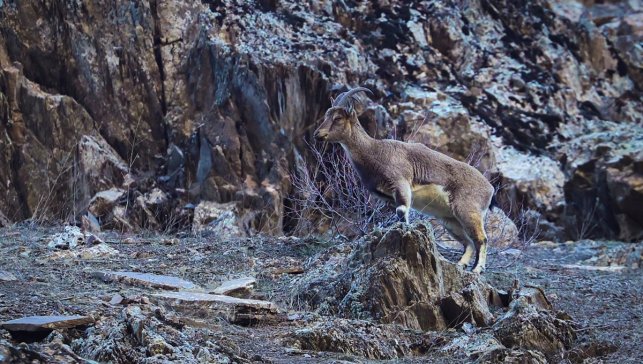 Hakkari'de sürü halinde beslenen yaban keçileri görüntülendi