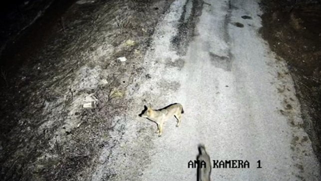 Elazığ'da yiyecek aramak için köye inen kurtlar ile tavşanlar kamerada