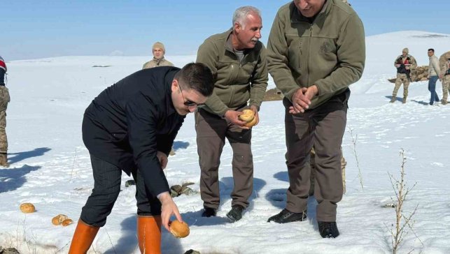 Özalp ilçesinde doğaya yem bırakıldı