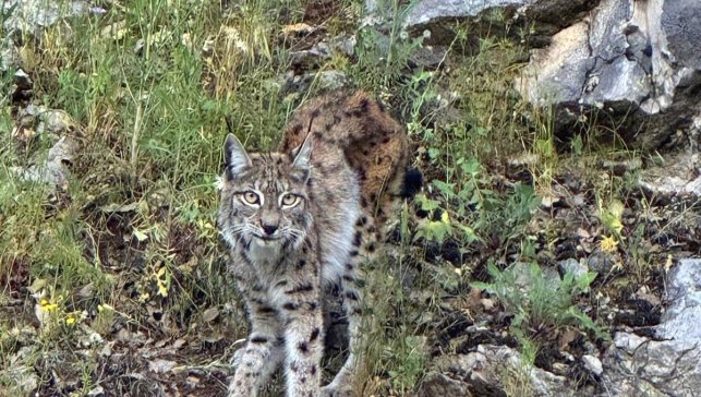 "Ormanın hayaleti" vaşak Kemaliye'de görüntülendi