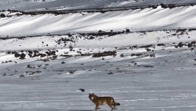 Kars'ta hareket halindeki aracı takip eden kurt kameraya yansıdı