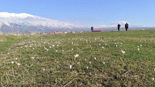 Bitlis'te kardelen ve çiğdemler açtı