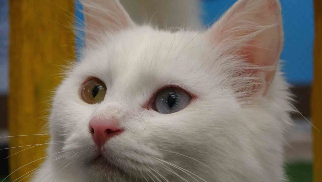 Van kedileri yılda üç kez kızgınlık dönemine giriyor