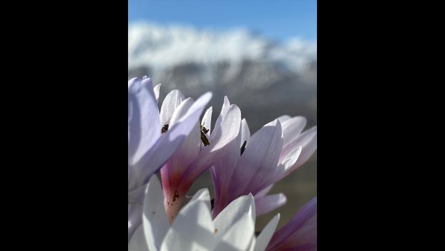 Malatya'da baharın habercisi çiğdemler açtı
