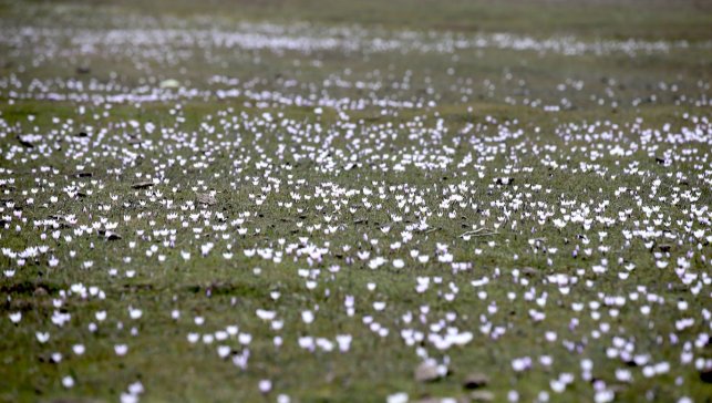 Muş Ovası'ndaki bazı araziler baharın habercisi çiğdemlerle renklendi
