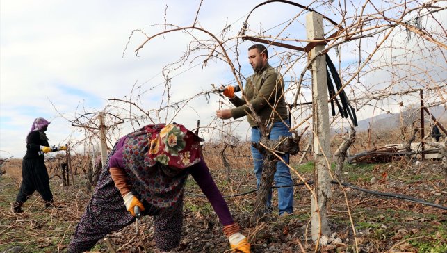 Elazığ'da üzüm üreticileri yoğun kar yağışı nedeniyle verimden umutlu 