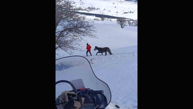 Bingöl’de karlar arasında mahsur kalan yaralı at kurtarıldı