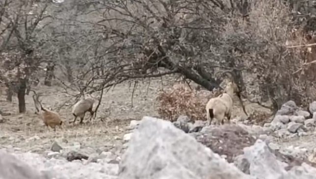 Malatya'da sürü halindeki yaban keçileri görüntülendi