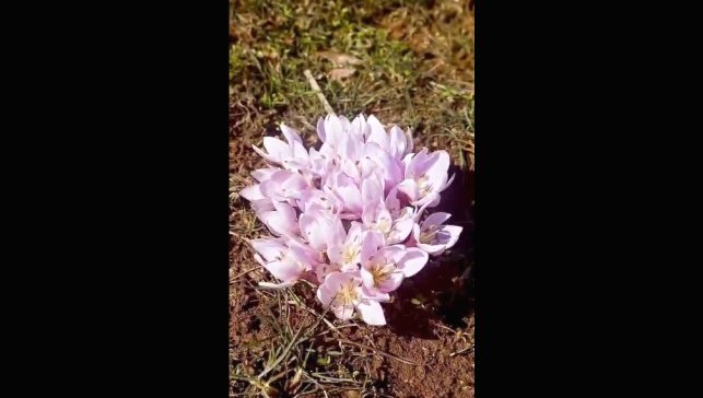 Pülümür Vadisi'nde çiğdemler yalancı bahara aldandı